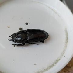 新成虫　オオクワガタ　能勢SR血統♂♀♀3匹の画像