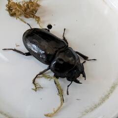 新成虫　オオクワガタ　能勢SR血統♂♀♀3匹の画像