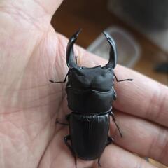 マツノ系オオクワガタ単品オスのみの画像