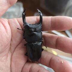 マツノ系オオクワガタ単品オスのみの画像