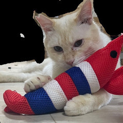 遊びが大好きな洋猫柄の男の子
