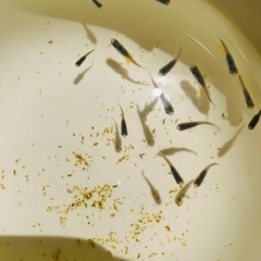 めだか　深海　メダカの画像