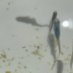 めだか　深海　メダカの画像