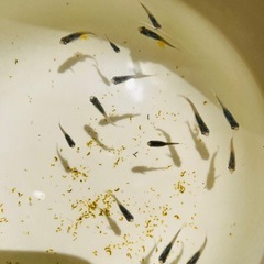 めだか　深海　メダカの画像