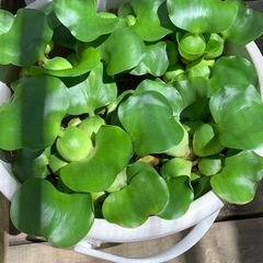 水草の画像
