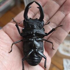 (値下品)82mmマツノ系久留米オオクワペアの画像