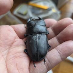 (値下品)82mmマツノ系久留米オオクワペアの画像