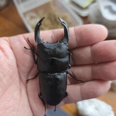 (値下品)82mmマツノ系久留米オオクワペアの画像