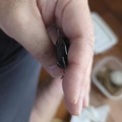 お話中、オオクワガタB品　単品オスのみの画像
