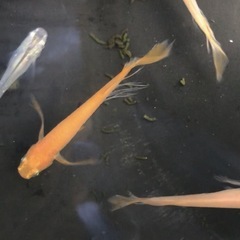 【8月末まで】めだか/Mixメダカの卵の画像