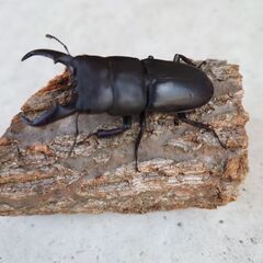 ヒラタクワガタ オス２匹 53.1mm54.1mmの画像