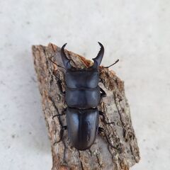 ヒラタクワガタ オス２匹 53.1mm54.1mmの画像