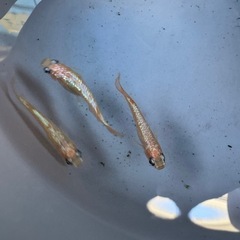 メダカ　さくら　オス2メス1の画像