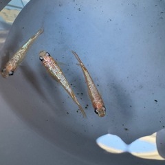 メダカ　さくら　オス2メス1の画像