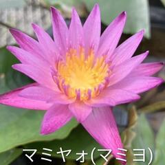 熱帯睡蓮　２種　インディペンデンㇲ　マミヤォ　(マミヨ)　　開花済みの画像
