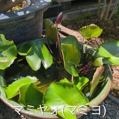 熱帯睡蓮　２種　インディペンデンㇲ　マミヤォ　(マミヨ)　　開花済みの画像