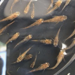 めだか/ダルマ〜半ダルマMixの稚魚の画像