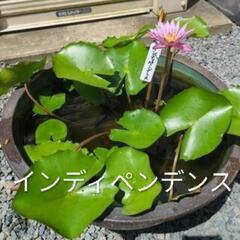 熱帯睡蓮　２種　インディペンデンㇲ　マミヤォ　(マミヨ)　　開花済みの画像