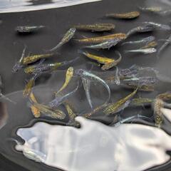 綺麗なミックスメダカ25匹の画像