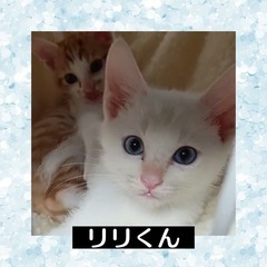 澄んだブルーアイ🩵リリ君