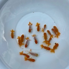 （25019）宇野系らんちゅう2歳魚6匹セット　4cm〜5.5cm弱の画像