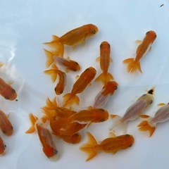 （25019）宇野系らんちゅう2歳魚6匹セット　4cm〜5.5cm弱の画像
