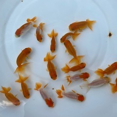 （25019）宇野系らんちゅう2歳魚6匹セット　4cm〜5.5cm弱の画像