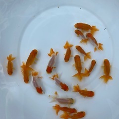 （25019）宇野系らんちゅう2歳魚6匹セット　4cm〜5.5cm弱の画像