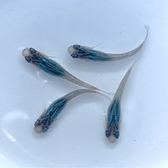 現物販売 ブラックオパールシャドー 若魚 2ペア  ※2025年生まれ ②の画像