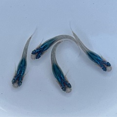 現物販売 ブラックオパールシャドー 若魚 2ペア  ※2025年生まれ ②の画像