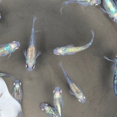 メダカの画像
