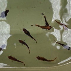 メダカの画像