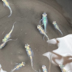 メダカの画像