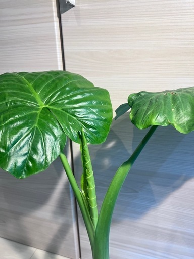 クワズイモ　高さ約70cm