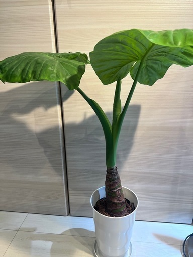 クワズイモ　高さ約70cm
