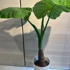 クワズイモ　高さ約70cmの画像