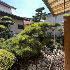 庭木の画像