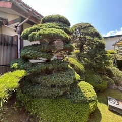 庭木の画像