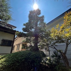 庭木の画像