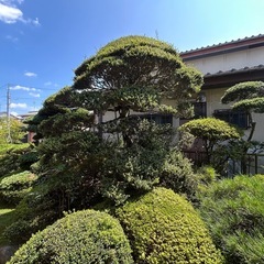 庭木の画像