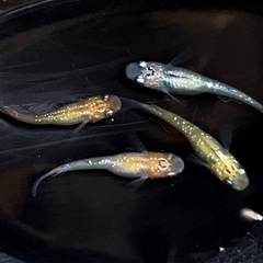 現物販売 夜桜メダカ 若魚 2ペア ※2025年生まれの画像