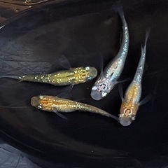 現物販売 夜桜メダカ 若魚 2ペア ※2025年生まれの画像