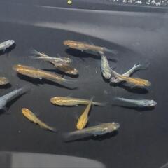激安！【5匹増量　計20匹】ラメめだかミックスの画像