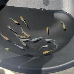激安！【5匹増量　計20匹】ラメめだかミックスの画像