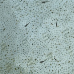透明鱗メダカ針子稚魚10匹✨の画像