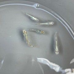 透明鱗メダカ針子稚魚10匹✨の画像