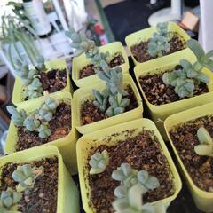 多肉植物 交換しませんか🙂‍↕️の画像