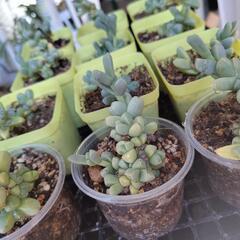 多肉植物 交換しませんか🙂‍↕️の画像