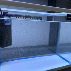 様々な淡水魚✩︎カラーシュリンプ✩︎希望があれば水槽も！の画像