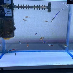 様々な淡水魚✩︎カラーシュリンプ✩︎希望があれば水槽も！の画像